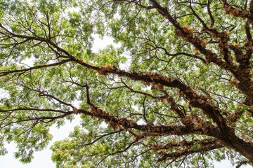 Obraz premium Largest Monkey Pod (Rain Tree, East Indian Walnut) 