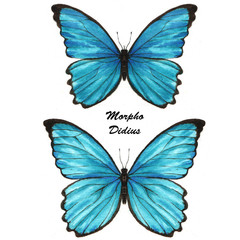 Blue Morpho Didius.