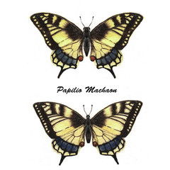 Papilio Machaon