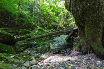 愛媛県内子町　小田深山渓谷　尻無川下流の風景