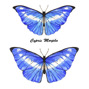 blue Cypris Morpho.