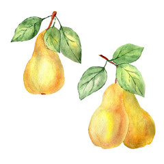 watercolor sketch of pears on and couple with leaves