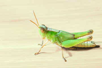 grasshopper on light brown wooden floor.