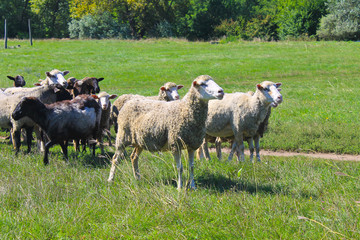 Obraz premium Flock of sheep