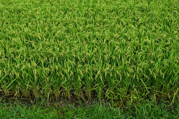 稔り始めた稲穂