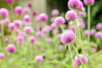 Pink amaranth flowers, pink Gomphrena in the garden. Copy space.
