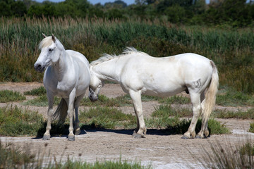 Obraz na płótnie Canvas White wild horses of Camargue, France , Europe