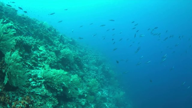 Colorful coral reef with healthy corals and plenty fish. 4k footage