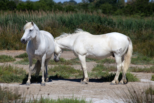 White wild horses of Camargue, France , Europe