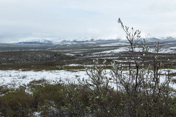 Denali National Park Landscape