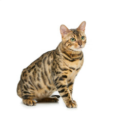 Beautiful bengal cat