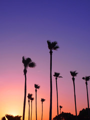 palm trees on evening sky