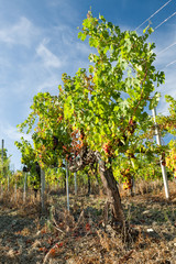 Fototapeta na wymiar Colored grapes in the vineyard against a blue sky
