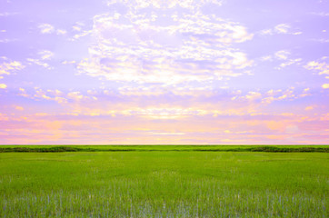 Rice field green grass sky cloud cloudy landscape background.