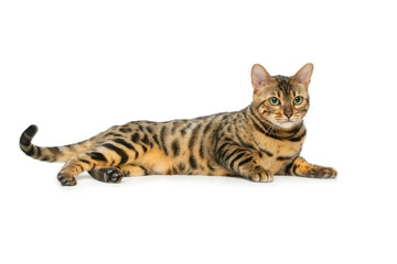 Fototapeta premium Beautiful bengal cat