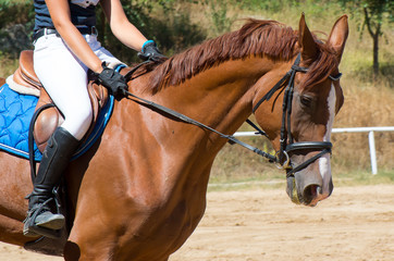 Obraz premium Walk with horse. Horseback riding.