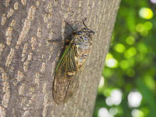 The cicada, Cryptotympana facialis. Bear cicada 