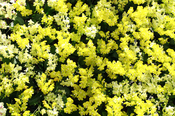 Yellow and white orchids