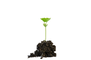 Baby plant on white background