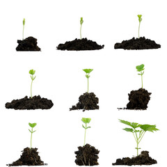 Baby plant on white background
