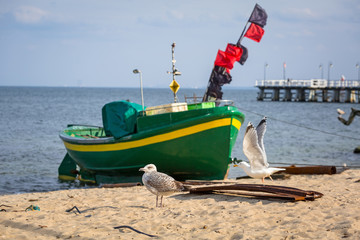 Seagulls on the coast of Baltic Sea in Poland