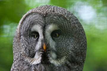 Obraz premium Great grey owl (Strix nebulosa).