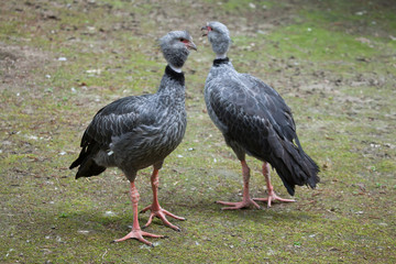 Southern screamer (Chauna torquata).