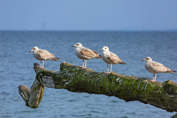 Seagulls on the coast of Baltic Sea in Poland © Patryk Kosmider