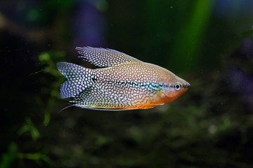 Obraz premium Pearl gourami (Trichopodus leerii)
