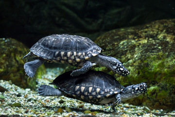 Fototapeta premium Black pond turtle (Geoclemys hamiltonii)