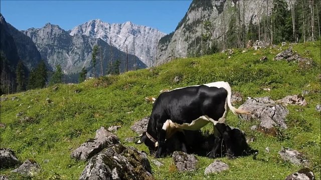 Viehweide auf der Alm