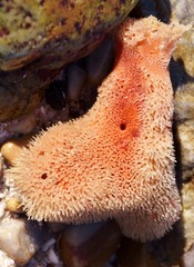 Close up of a red sea sponge at low tide