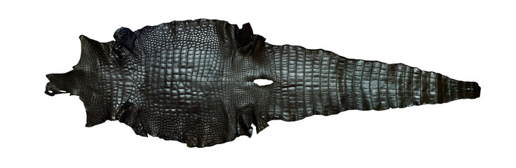 Fototapeta premium Freshwater crocodile belly skin texture background.