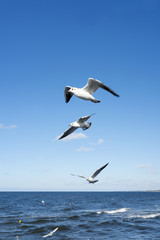 Fototapeta na wymiar White seagulls flying in the sky over the Baltic sea.