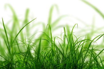 Green fresh grass isolated on the white background.