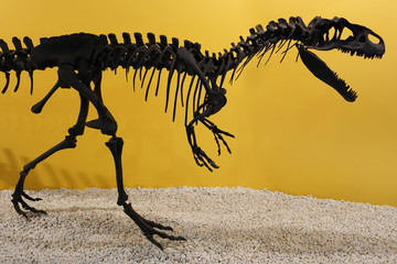 allosaurus fragilis skeleton