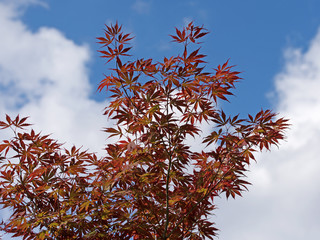 Japanischer Fächerahorn, Acer palmatum