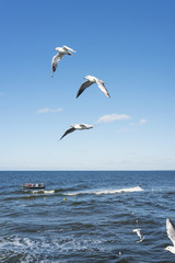 Fototapeta na wymiar White seagulls flying in the sky over the Baltic sea.