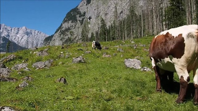 Alm im Berchtesgadener Land