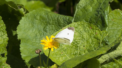 Butterfly on a flower