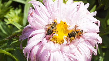 Bee on a flower