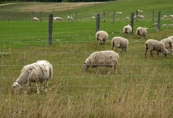 Naklejka premium Herd of sheep grazing