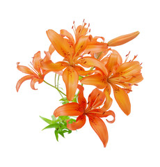 Orange lilies on white background