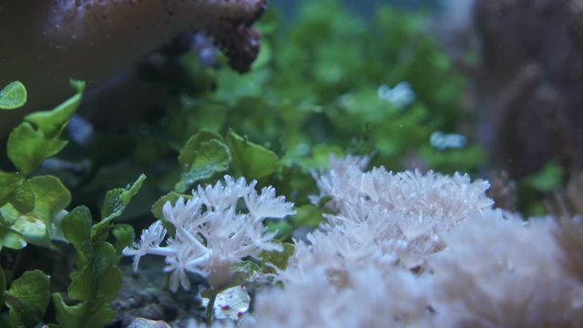 Sea corals in the aquarium