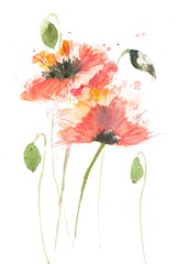 Stylized poppies on white, watercolor painting - 119257508