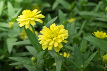 Fototapeta premium Yellow Flower in nature background