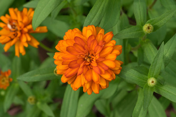 orange Flower in nature backgrounds