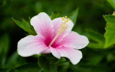 pink Chinese Hibiscus
