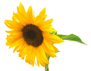 Flower of sunflower isolated on white background