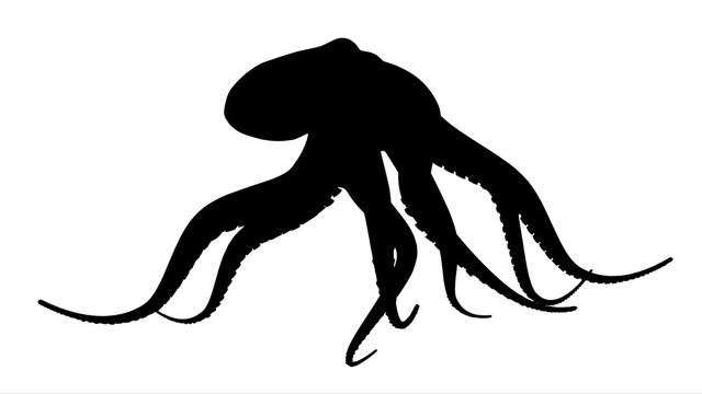 Silhouette eines Octopus